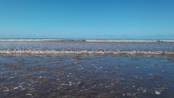 Špinavá Mořská Voda Spoustou Mořských Řas — Stock video