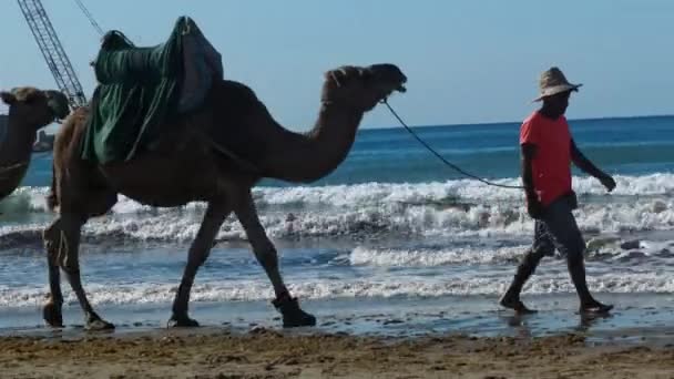 Camello Caravana Playa — Vídeos de Stock