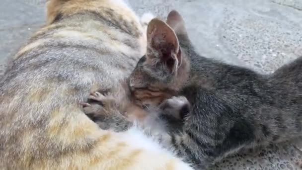 Lovely Healthy Street Cat Breastfeeding Her Baby Kitten Outdoors — ストック動画