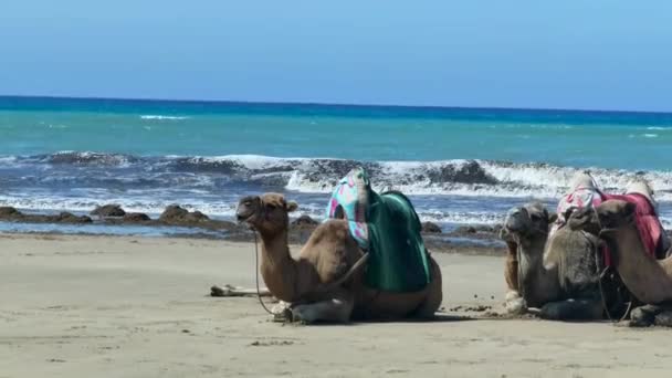 Skupina Velbloudů Odpočívá Pláži — Stock video