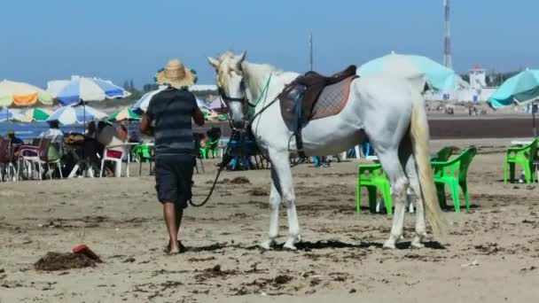 Uomo Marocchino Piedi Suo Cavallo Bianco Sulla Spiaggia — Video Stock