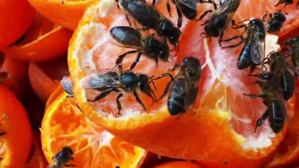 Groep Bijen Die Zich Voeden Met Verse Mandarijn — Stockvideo