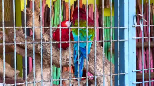 一对五彩斑斓的鹦鹉在一个大笼子里 — 图库视频影像