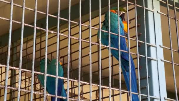 Casal Papagaios Coloridos Dentro Uma Gaiola Grande — Vídeo de Stock
