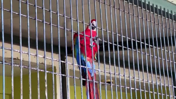 Zbliżenie Czerwoną Papugę Wewnątrz Dużej Klatki — Wideo stockowe