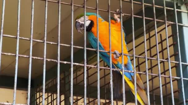 Pareja Loros Coloridos Dentro Una Jaula Grande — Vídeo de stock