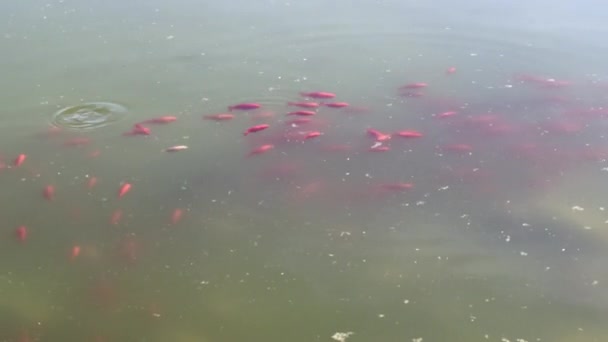 Group Goldfish Swimming Together Dirty Pond Water — Stock Video
