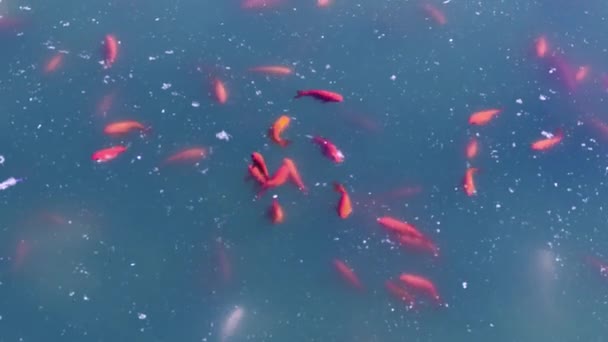 Gruppe Guldfisk Svømmer Sammen Beskidt Dam Med Vand – Stock-video
