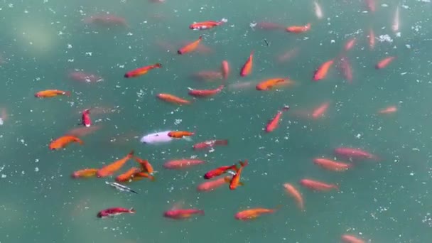Ομάδα Χρυσόψαρων Κολυμπούν Μαζί Μια Βρώμικη Λίμνη Νερού — Αρχείο Βίντεο
