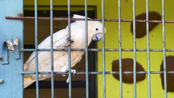 Papagaio Branco Dentro Uma Gaiola Grande — Vídeo de Stock