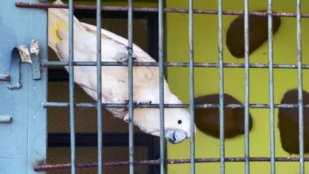 Λευκός Παπαγάλος Μέσα Ένα Μεγάλο Κλουβί — Αρχείο Βίντεο