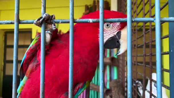 Κοντινό Πλάνο Ενός Κόκκινου Παπαγάλου Μέσα Ένα Μεγάλο Κλουβί — Αρχείο Βίντεο