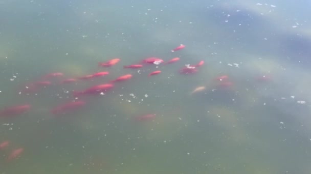一群金鱼在一个肮脏的池塘里一起游泳 — 图库视频影像