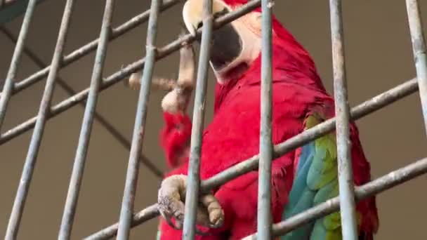 Κόκκινος Παπαγάλος Σκαρφαλώνει Στο Φράχτη Ενός Μεγάλου Κλουβιού Δημόσιο Πάρκο — Αρχείο Βίντεο