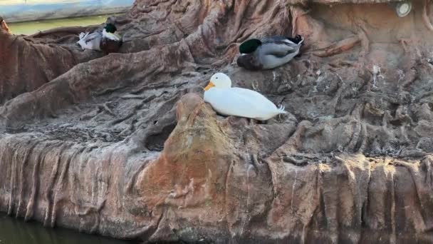 一群小鸭子在公园里休息 — 图库视频影像