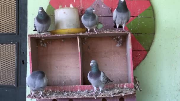 Group Pigeons Large Cage — Stock Video