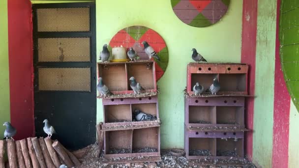 Group Pigeons Large Cage — Stock Video