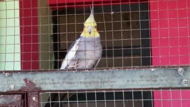 Sarı Cockatiel halka açık bir parkta tek başına kafeste.