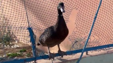 Kamu parkında siyah kaz