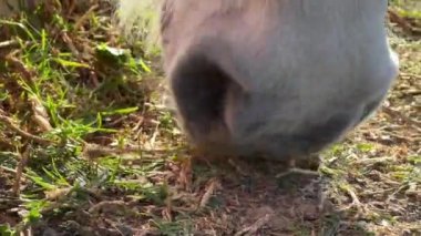 Beyaz at bir parkta yerden ot yiyor.