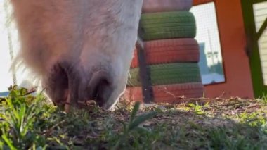 Beyaz at bir parkta yerden ot yiyor.