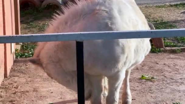 Белый Пони Общественном Парке — стоковое видео