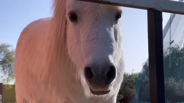 Headshot White Pony Horse Looking Camera Chewing Food Public Park — Stock Video