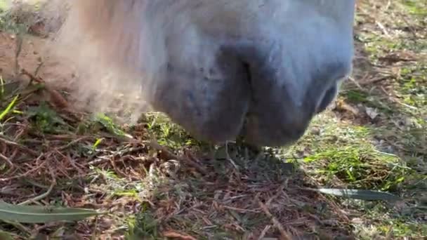 Cavalo Branco Comendo Grama Chão Parque — Vídeo de Stock