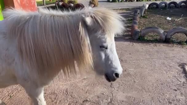 公園の白いポニー馬 — ストック動画