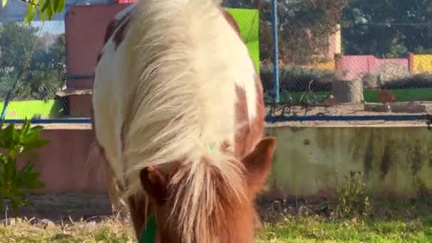 Конь Браун Уайт Пони Медленно Идет Камере — стоковое видео