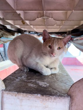 Sokak kedisi masanın altında oturuyor.