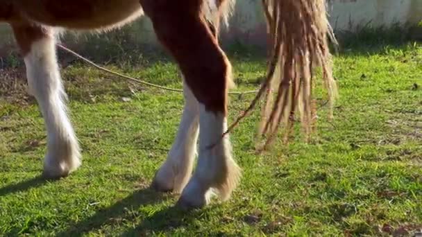 Лошадь Пони Играет Хвостом Парке — стоковое видео