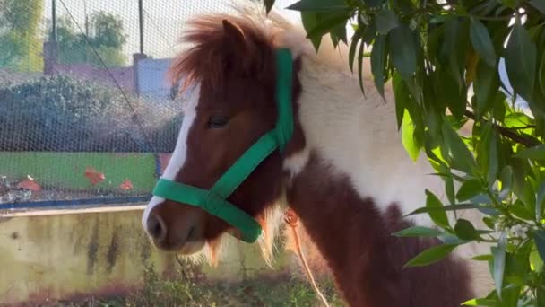 Pony Horse Looking Camera — Stock Video