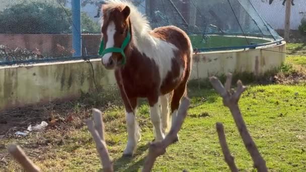 Ponypaard Een Openbaar Park — Stockvideo