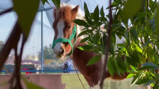 Ponypaard Een Openbaar Park — Stockvideo