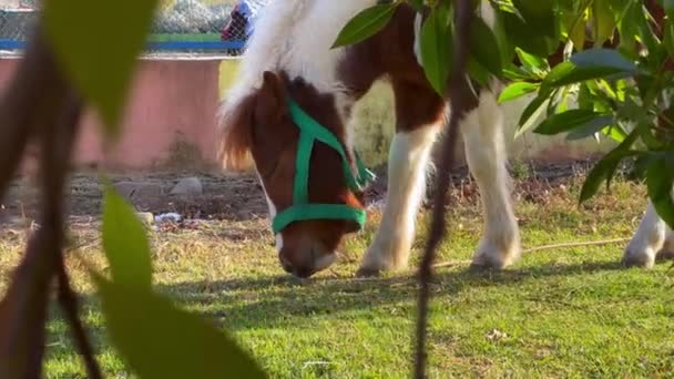 Лошадь Поедающая Траву — стоковое видео