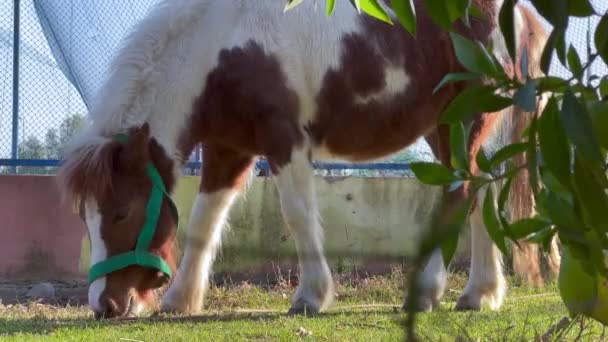 Лошадь Поедающая Траву — стоковое видео