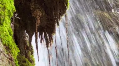 Şelale arkaplanlı yosun bitkilerinin yakın plan görüntüleri.