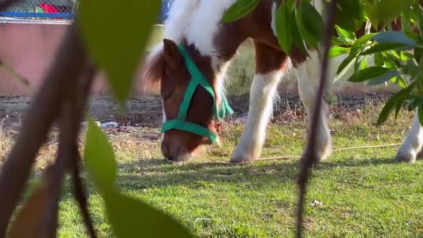 Cavallo Pony Mangiare Erba — Video Stock