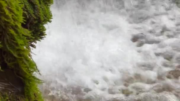 Nahaufnahme Von Moospflanzen Mit Wasserfall Hintergrund — Stockvideo