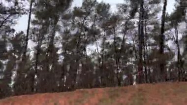 Hızlı bir arabadan orman manzarası