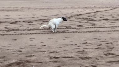 Sahile sıçan sokak köpeği.