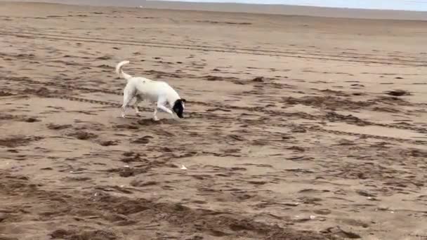 Biały Bezpański Pies Biegający Plaży — Wideo stockowe