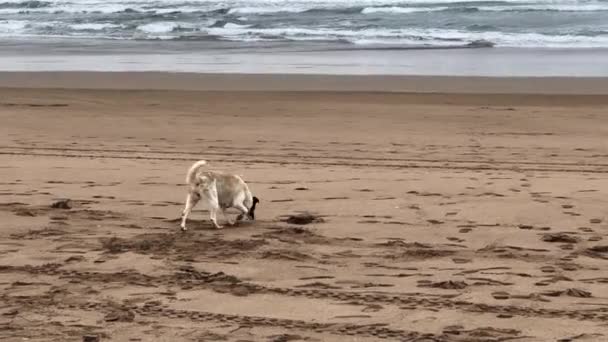 Weißer Streunender Hund Läuft Strand — Stockvideo