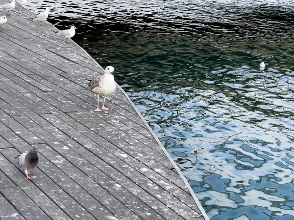 Martı Kuşları Barselona Limanında Birlikte Duruyorlar — Stok fotoğraf