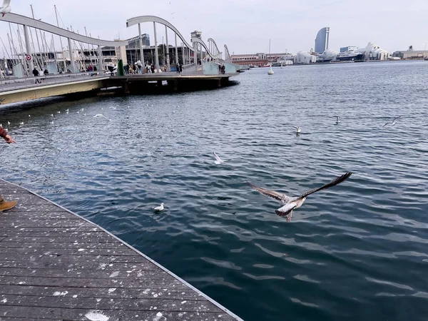 Barcelona Daki Rambla Mar Limanı — Stok fotoğraf