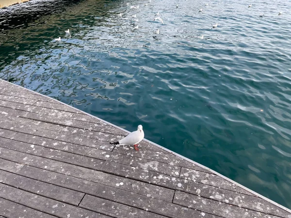 Martı Kuşu Barselona Limanında Tek Başına Duruyor — Stok fotoğraf