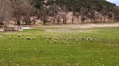 Otlakta otlayan koyun sürüsü