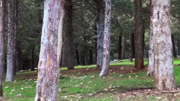 森の中のハメ撮り映像 — ストック動画