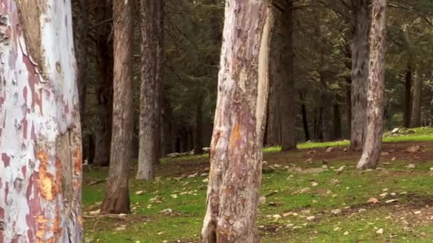 森の中のハメ撮り映像 — ストック動画